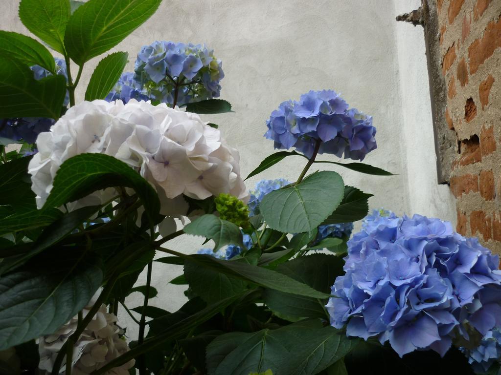 L'Adele Bed & Breakfast Occimiano Екстер'єр фото