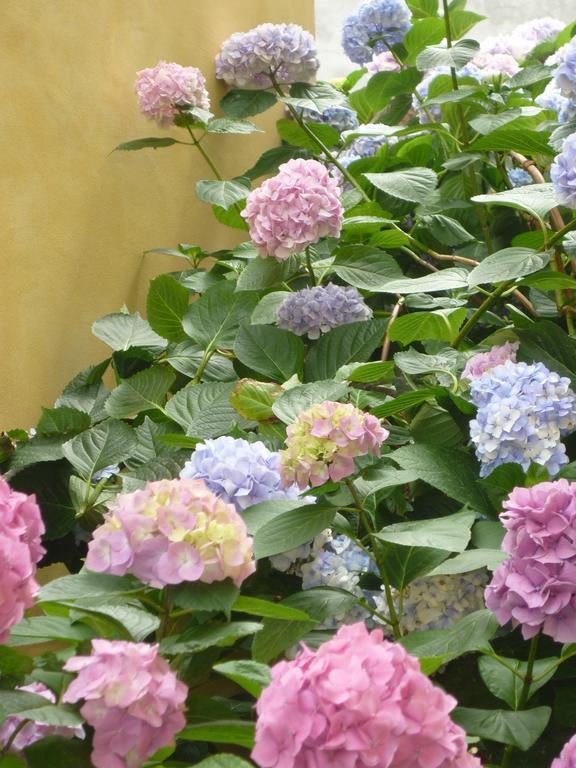 L'Adele Bed & Breakfast Occimiano Екстер'єр фото